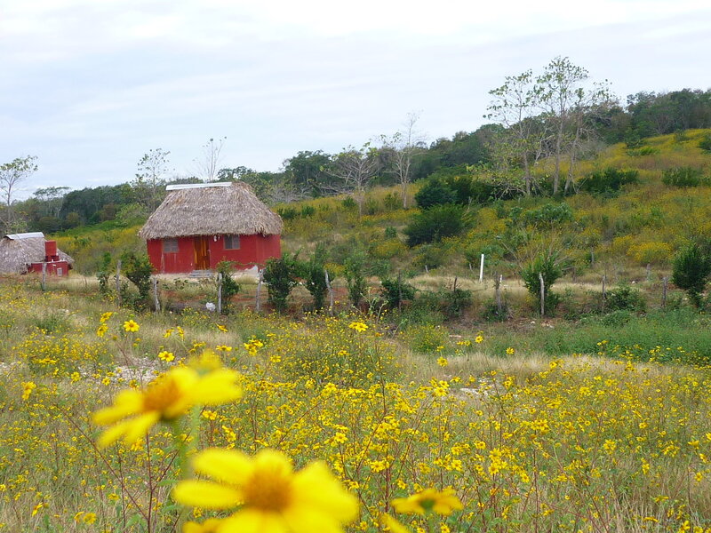 Red Hut in Field