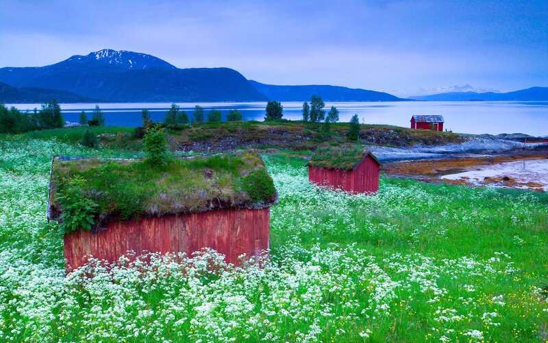 Red Huts in Flower Field
