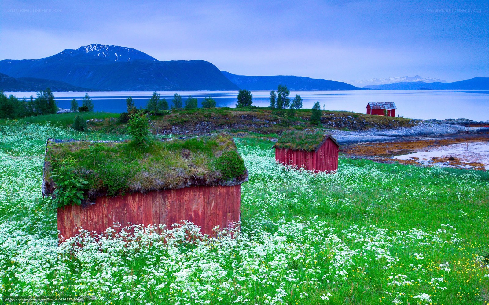 Red huts with grass roofs by the fjord