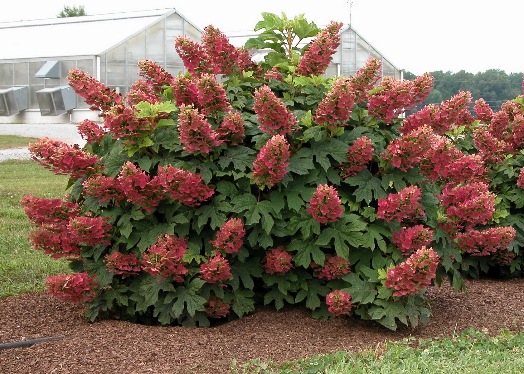 red hydrangea bush in garden
