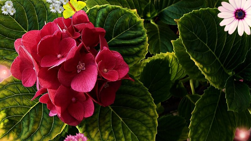Red Hydrangea Flower