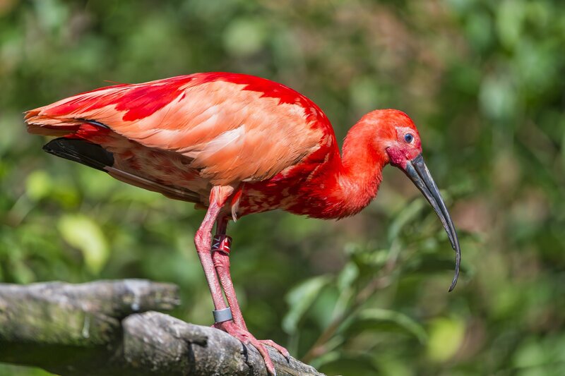 Red Ibis Bird — Calm, Afternoon