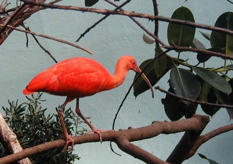 Red Ibis Bird — Calm, Photograph
