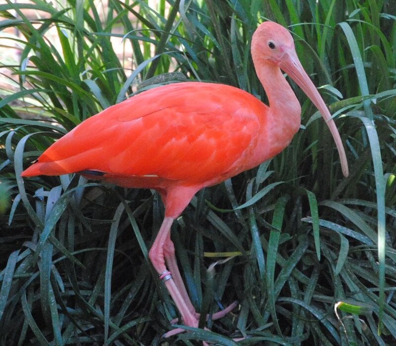 Red Ibis Bird — Calm