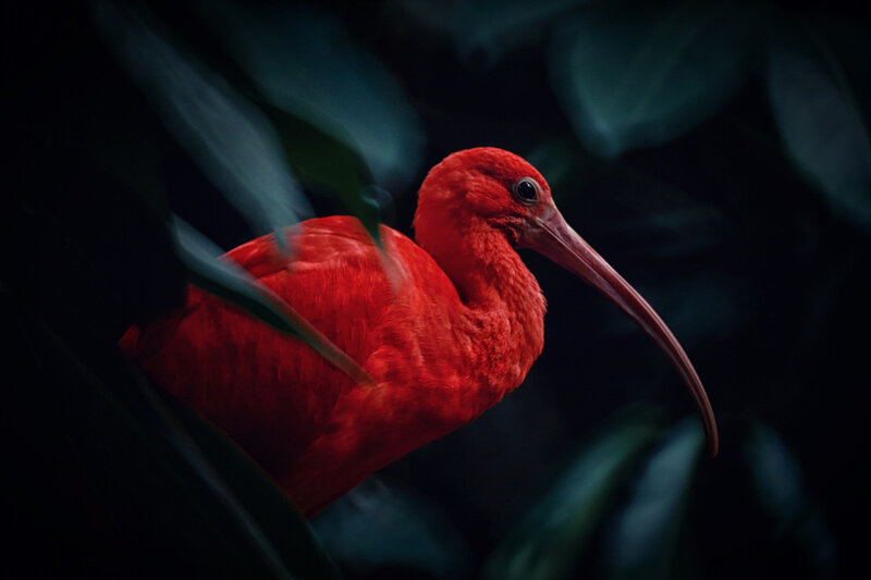 Red Ibis Bird — Dramatic, Night