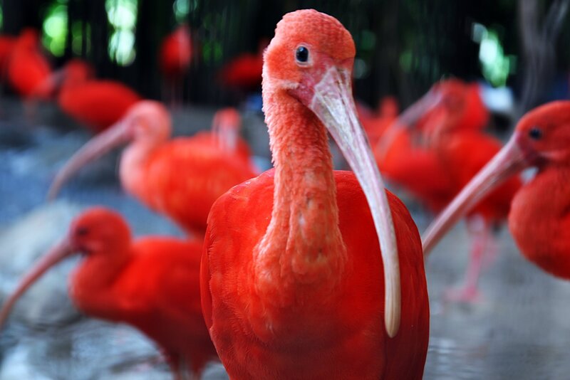 Red Ibis Bird — Natural