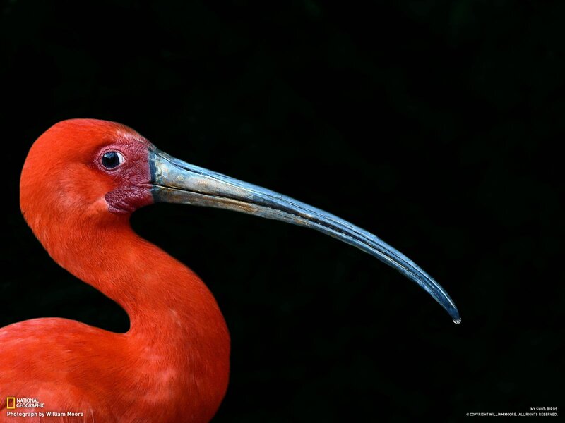 Red ibis bird portrait