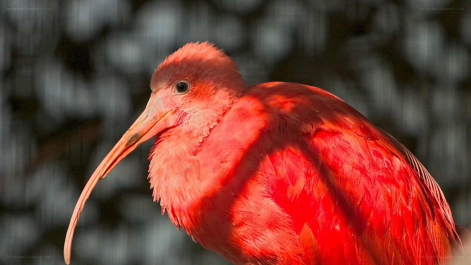 Red ibis bird portrait