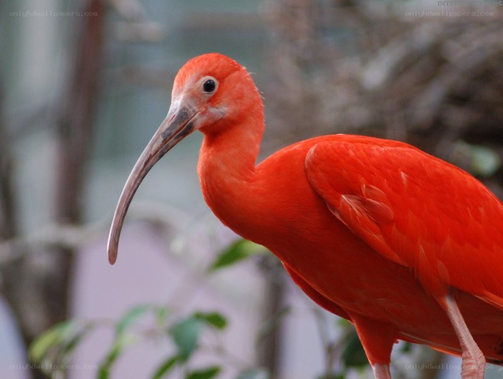 Red ibis bird