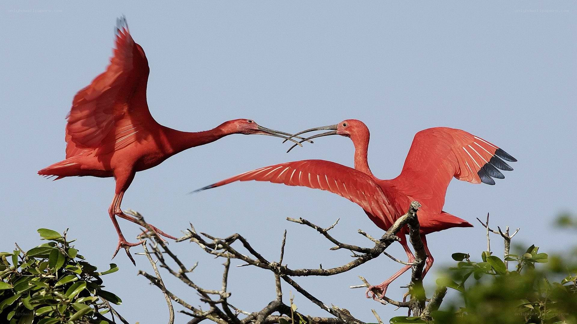 Red ibis birds in flight