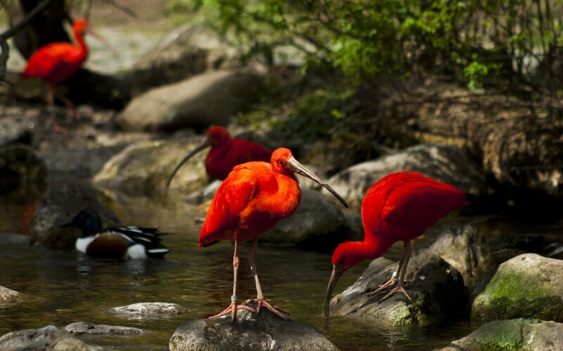 Red Ibis Birds — Natural, Afternoon, Photograph, Rocks, Stream