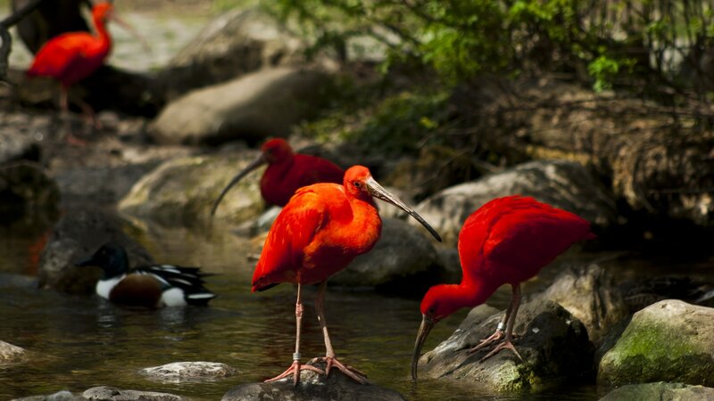 Red Ibis Birds — Natural, Afternoon