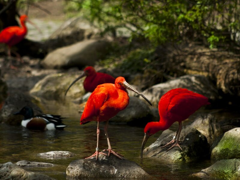 Red Ibis Birds — Natural