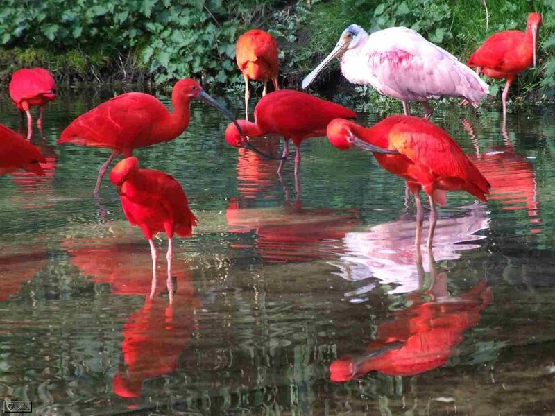 Red Ibis Birds — Serene