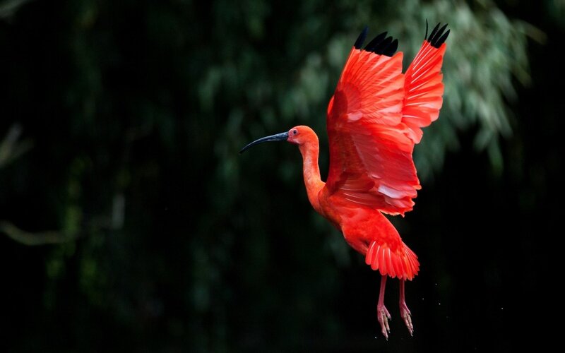 Red Ibis in Flight