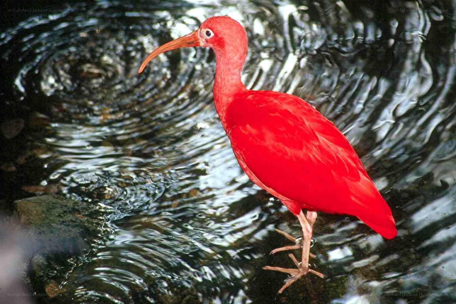 Red ibis in water