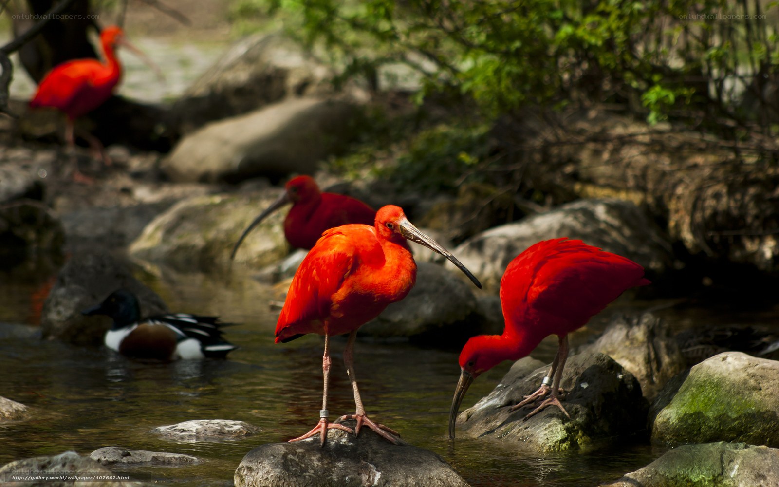 Red ibises in a stream