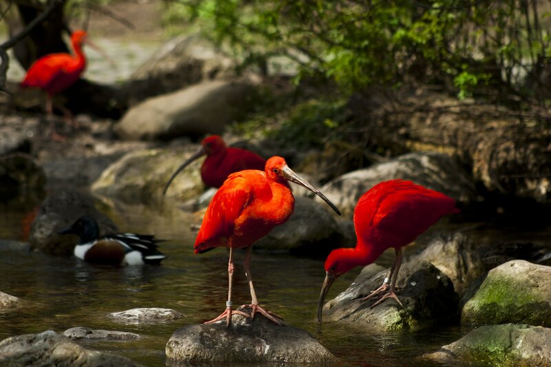 Red ibises in a stream