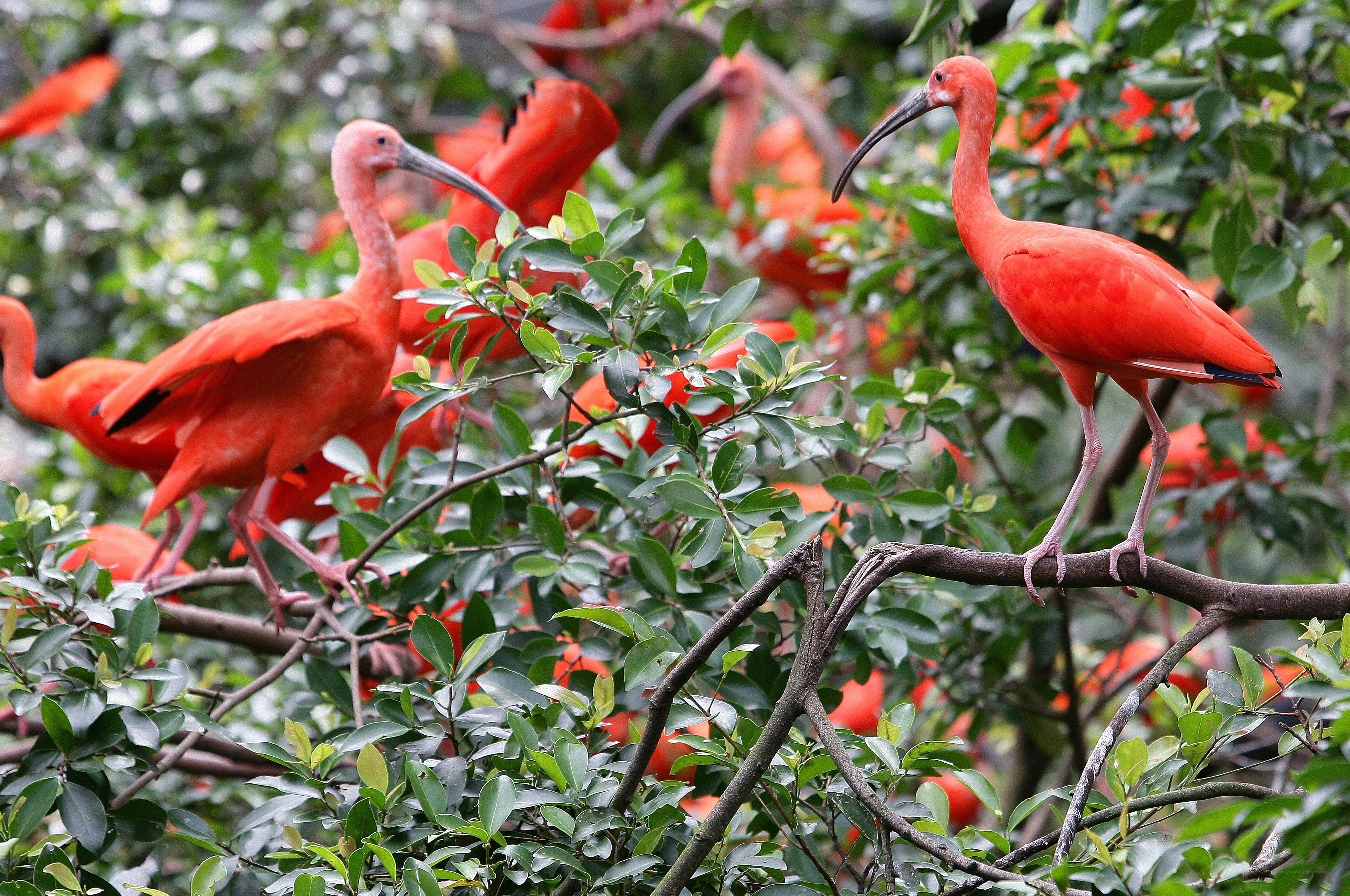Red ibises in a tree