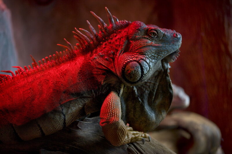 Red Iguana on Log