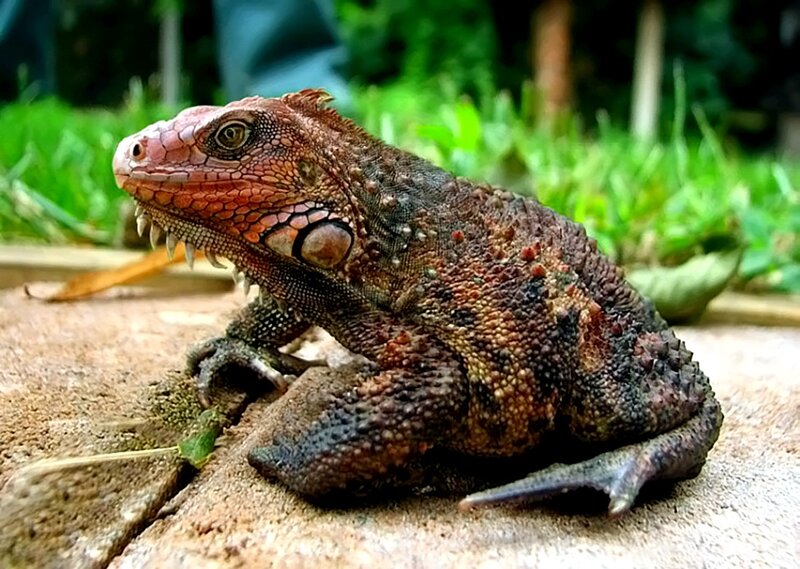 Red Iguana on Stone