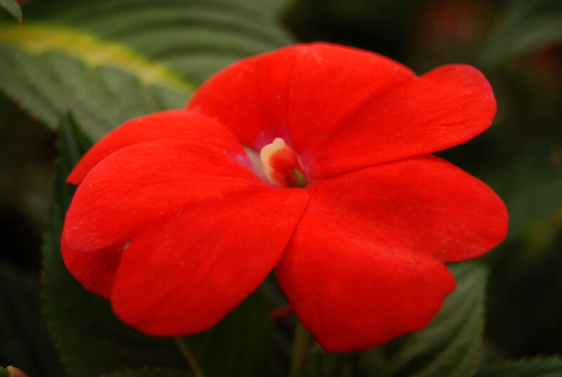 Red Impatiens Flower