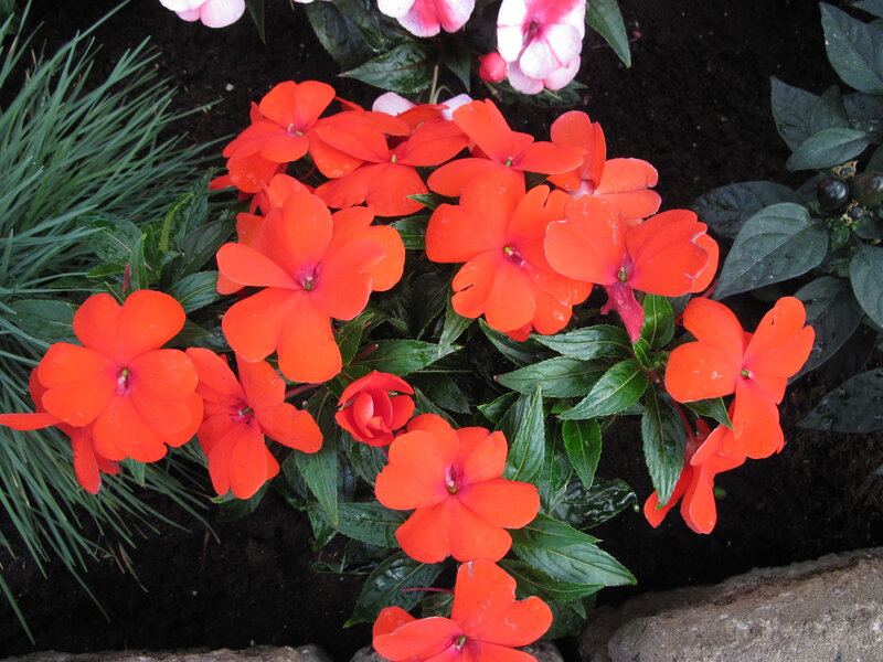Red Impatiens Flowers — Natural, Afternoon