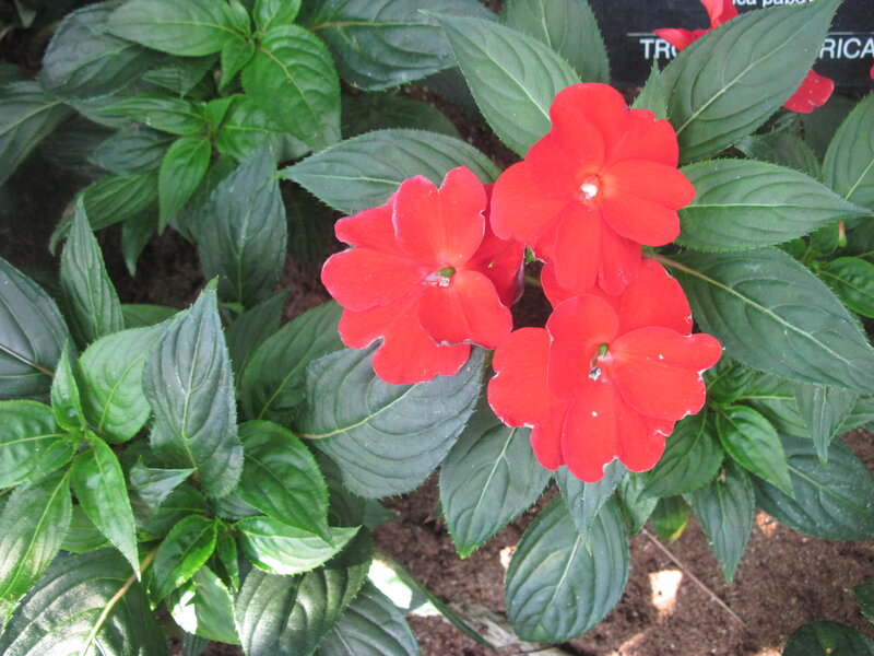 Red Impatiens Flowers — Natural