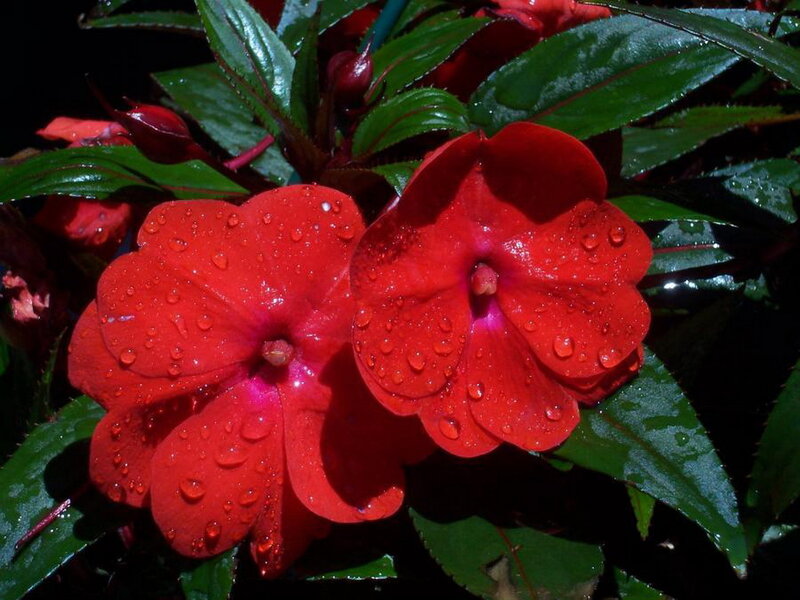 Red Impatiens Flowers