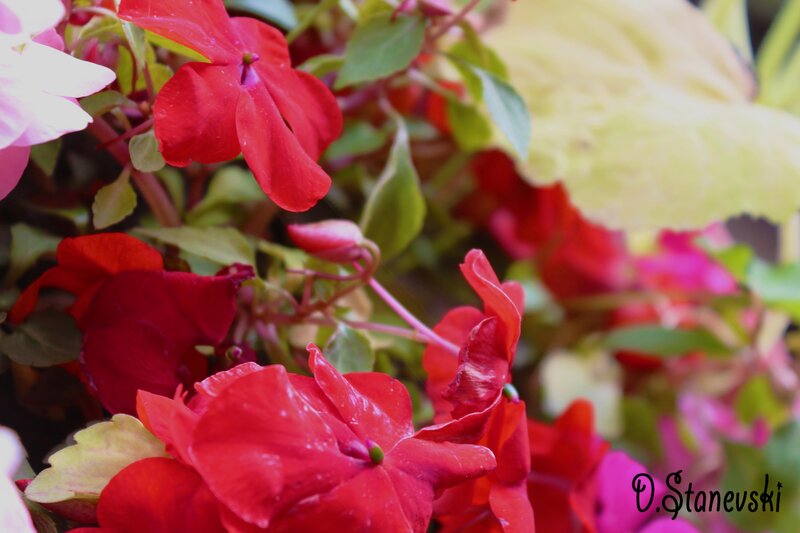 Red Impatiens Flowers — Vibrant, Photograph, Leaves
