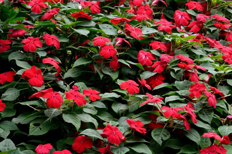 Red Impatiens Flowers — Vibrant, Photograph