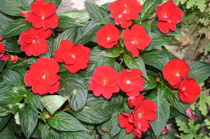 Red Impatiens Flowers — Vibrant