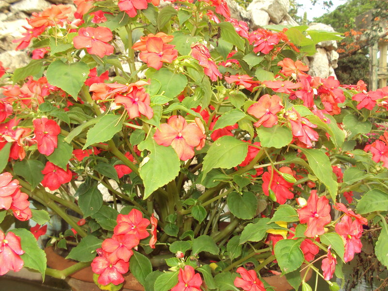 Red impatiens in a garden