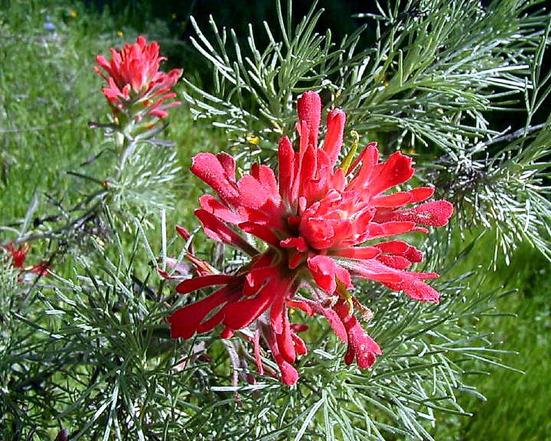 Red Indian Paintbrush Flower