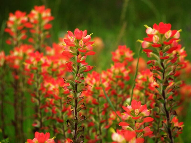 Red Indian Paintbrush Flowers