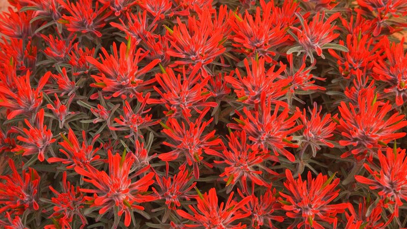 Red Indian Paintbrush Flowers — Vibrant