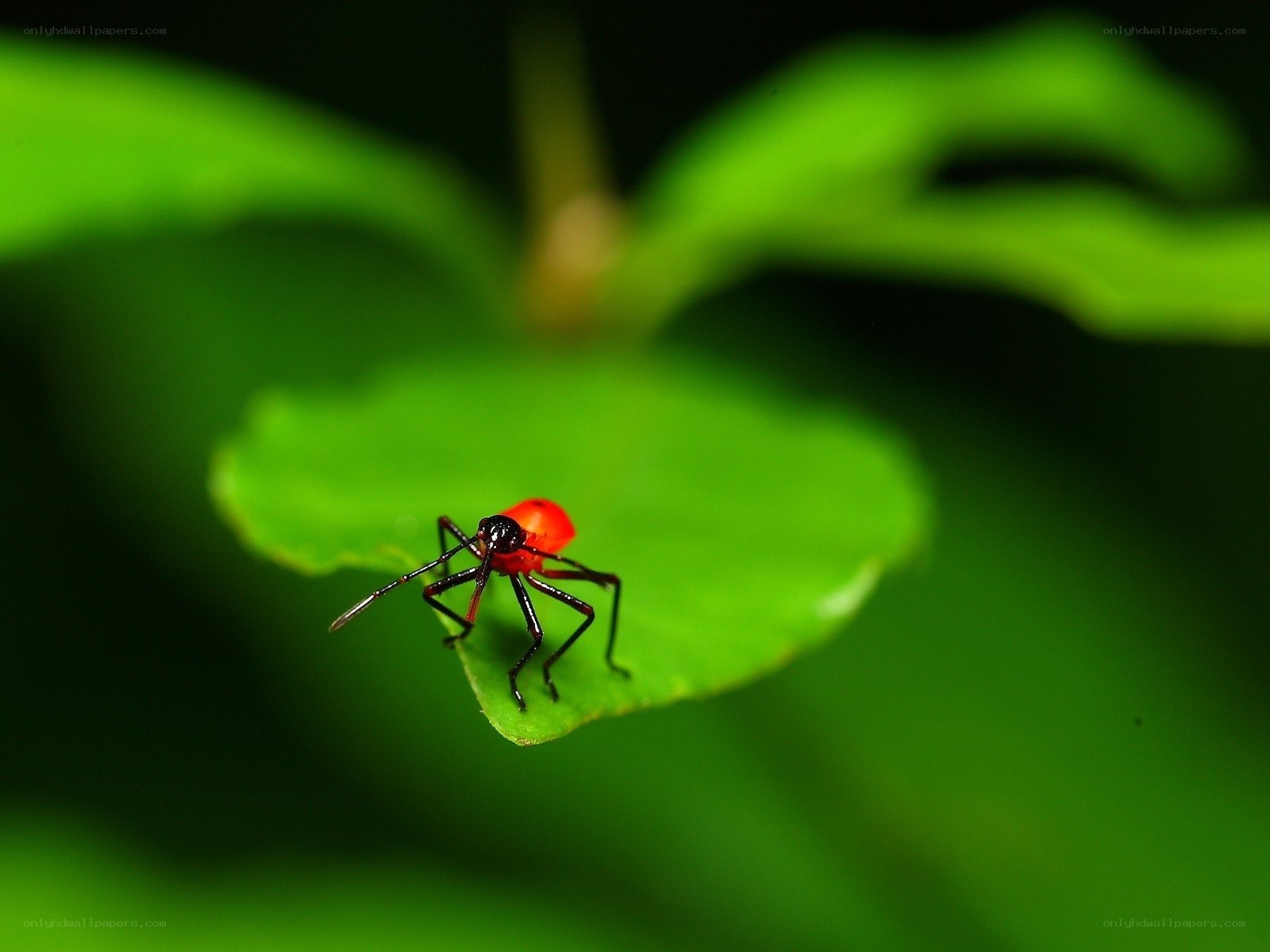 Red insect on green leaf