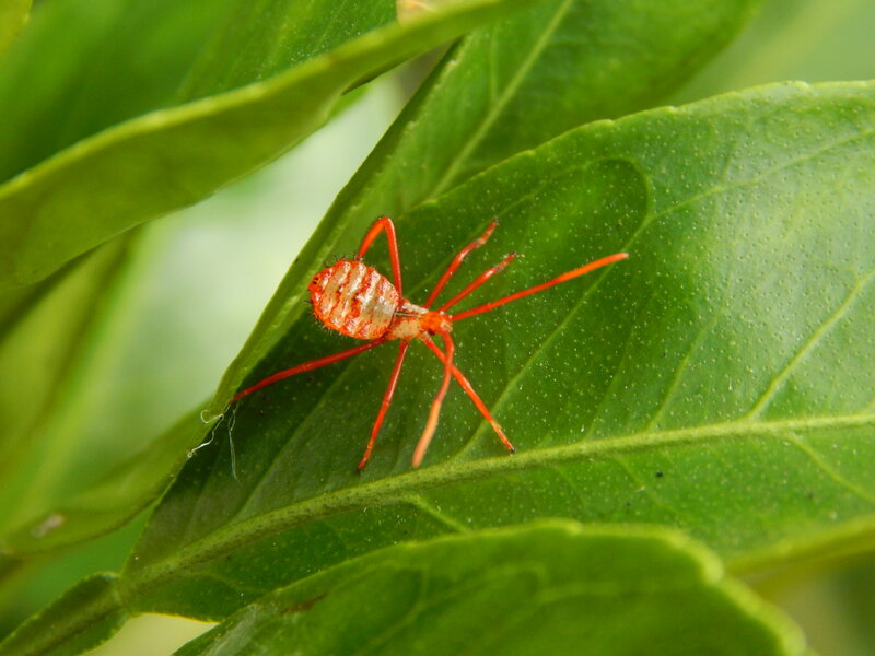 Red Insect on Leaf