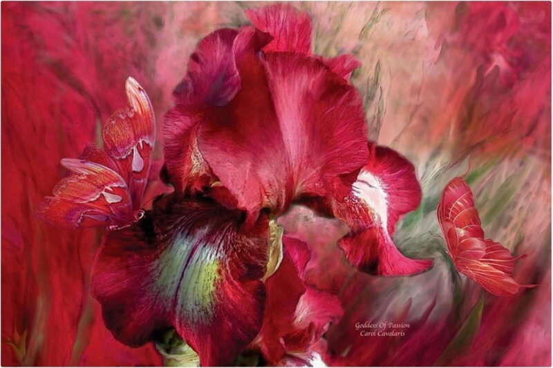 Red Iris Flower