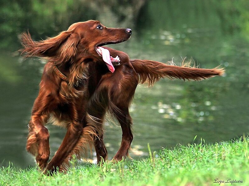 Red Irish Setter Dog