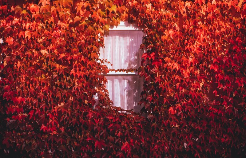 Red Ivy Covering Window