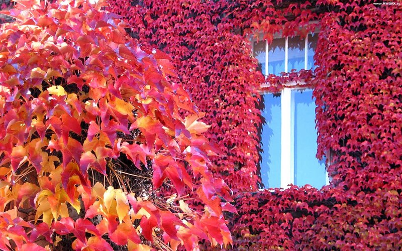 Red ivy covers building window