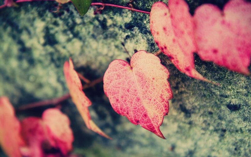 Red Ivy Leaves on Stone — Calm
