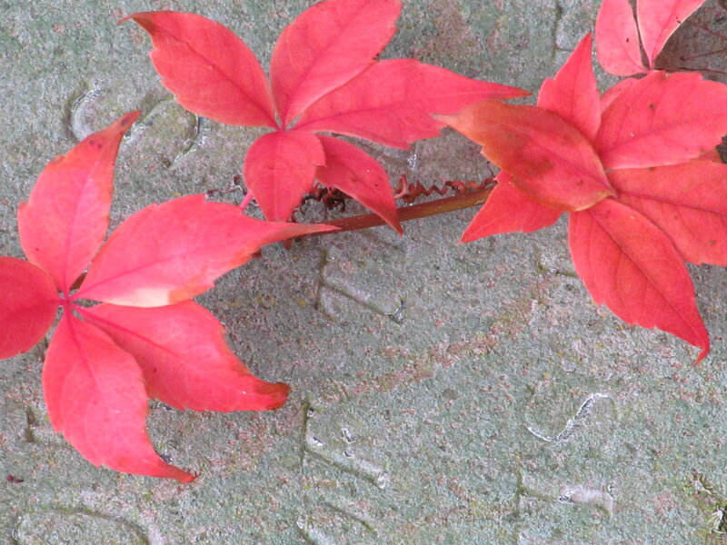 Red Ivy Leaves on Stone