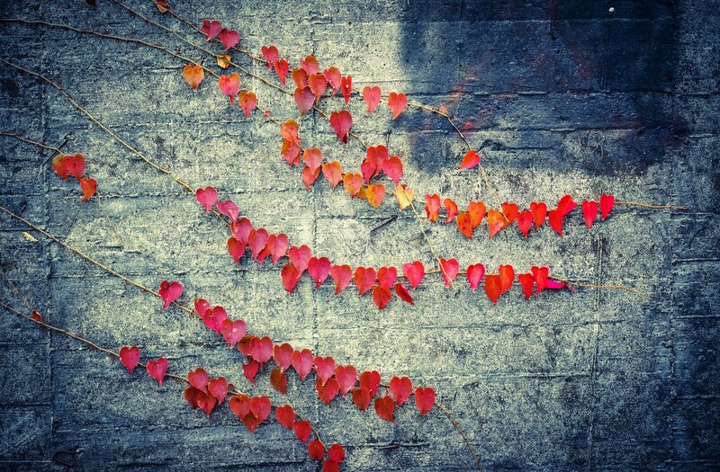 Red Ivy Leaves on Wall