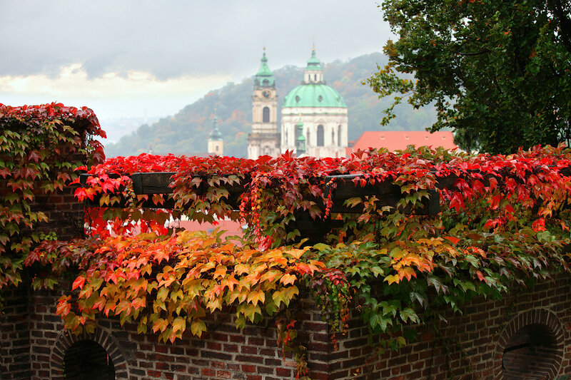 Red Ivy on Brick Wall