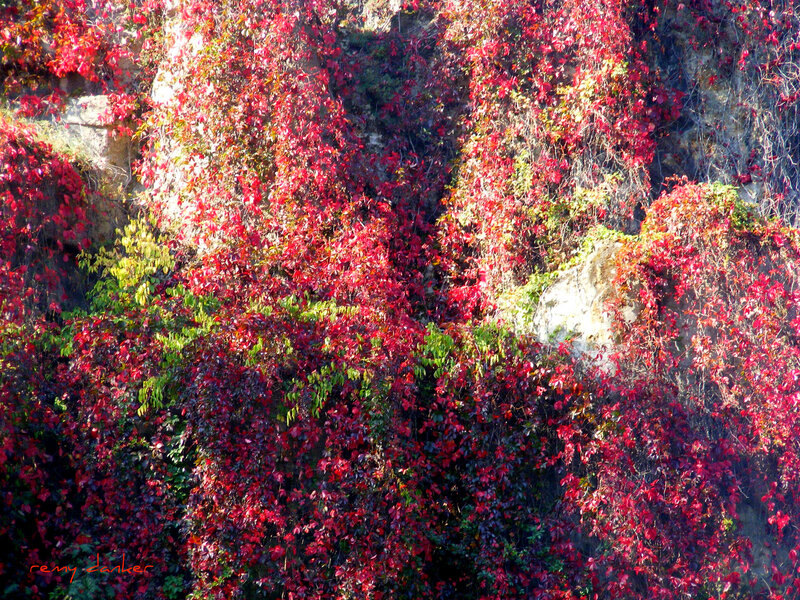 Red Ivy on Cliff