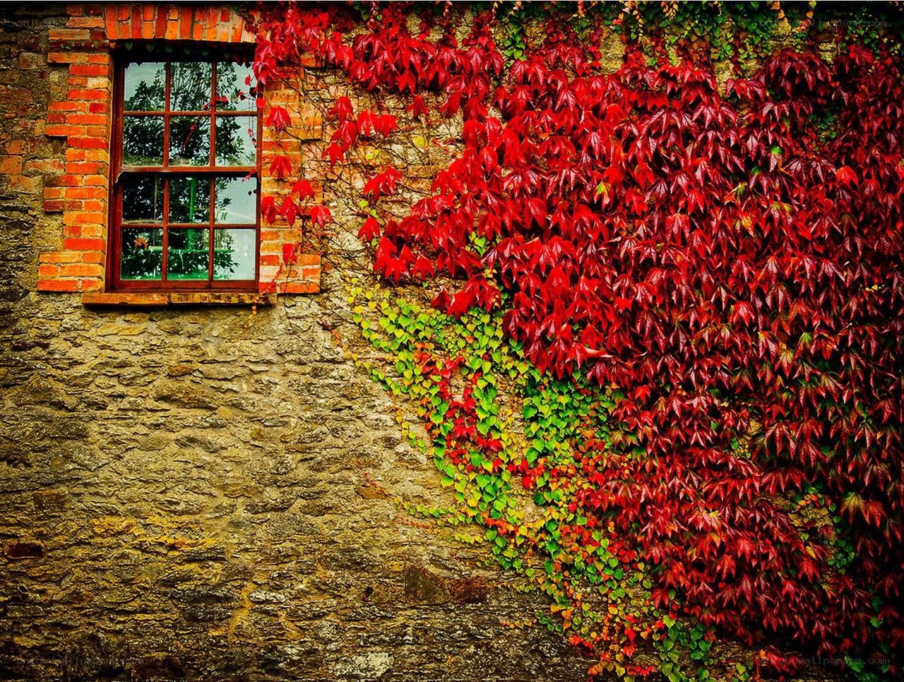 Red ivy on stone wall