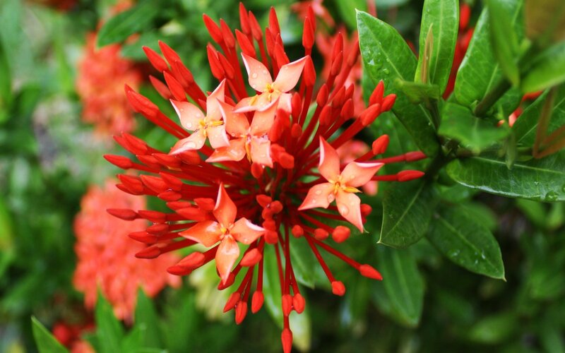 Red Ixora Flower Cluster — Vibrant, Afternoon, Photograph, Green Leaves