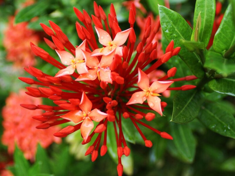 Red Ixora Flower Cluster — Vibrant, Afternoon, Photograph